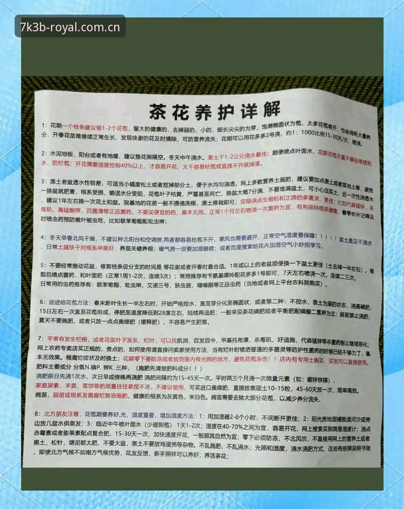 皇家国际优惠活动2025哪个好 皇家国际优惠活动2025选择攻略:新手必看的实用指南